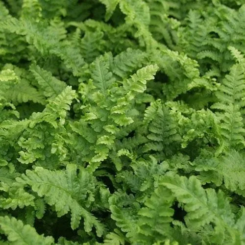 Dryopteris filix-mas Cristata