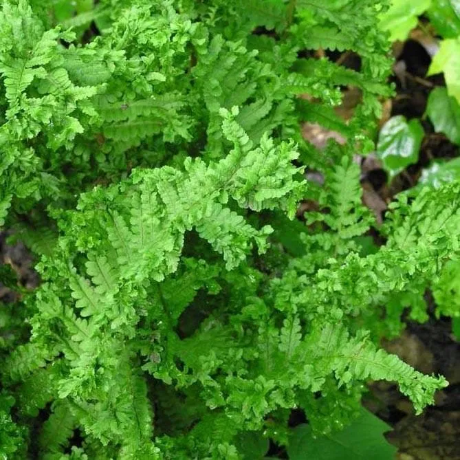 Dryopteris filix-mas Cristata