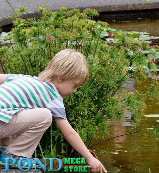 Dwarf Papyrus <br> Great for All Ponds