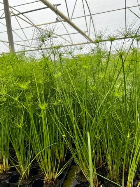 Dwarf Papyrus <br> Great for All Ponds