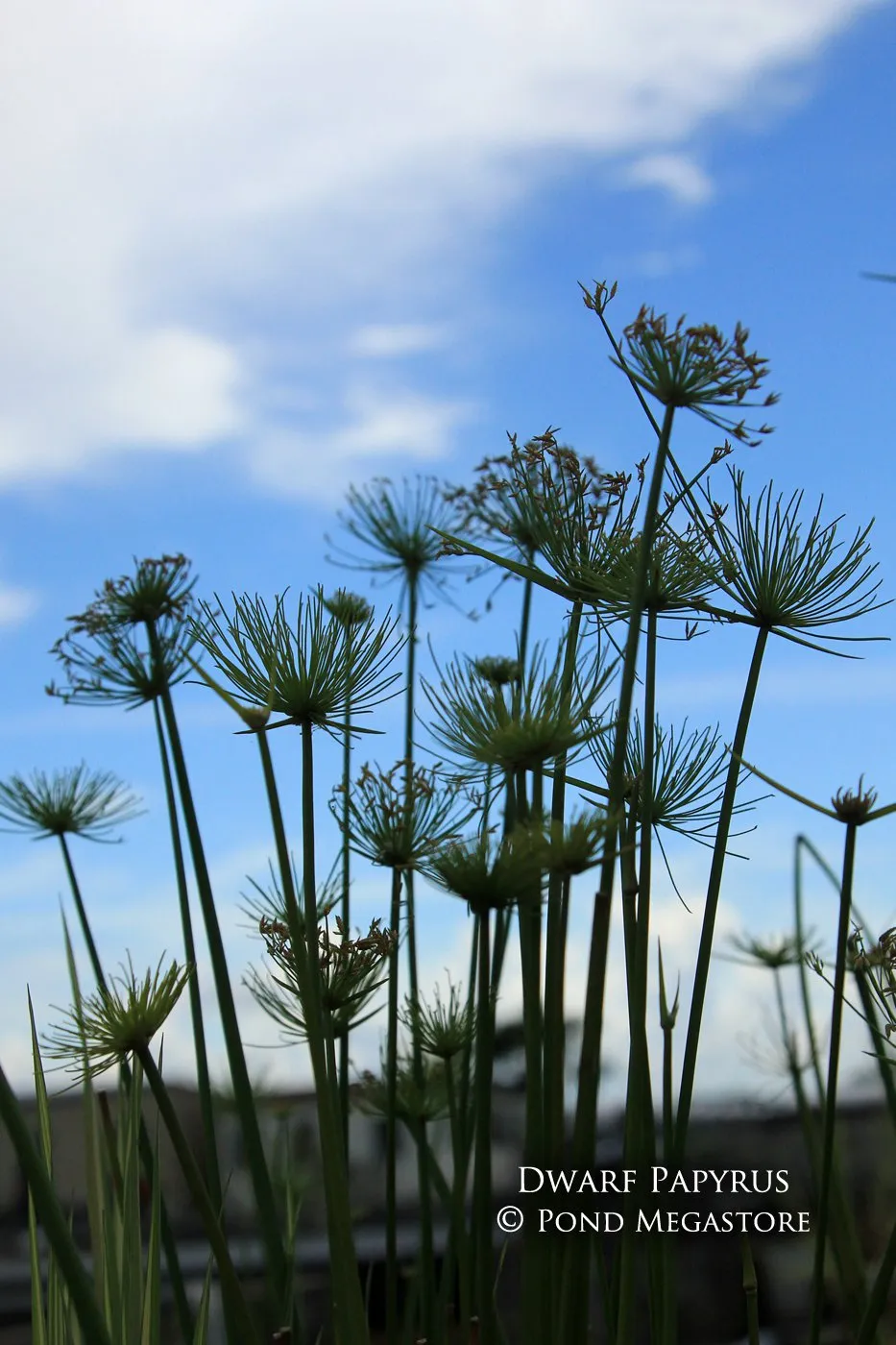 Dwarf Papyrus <br> Great for All Ponds