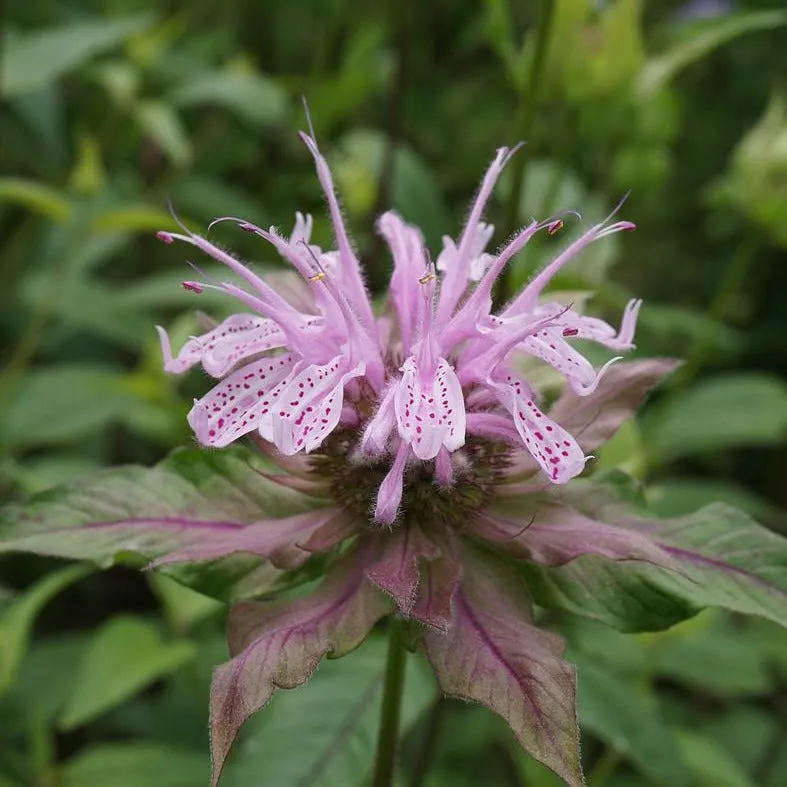 Eastern Beebalm - Monarda bradburiana 'Midnight Oil'