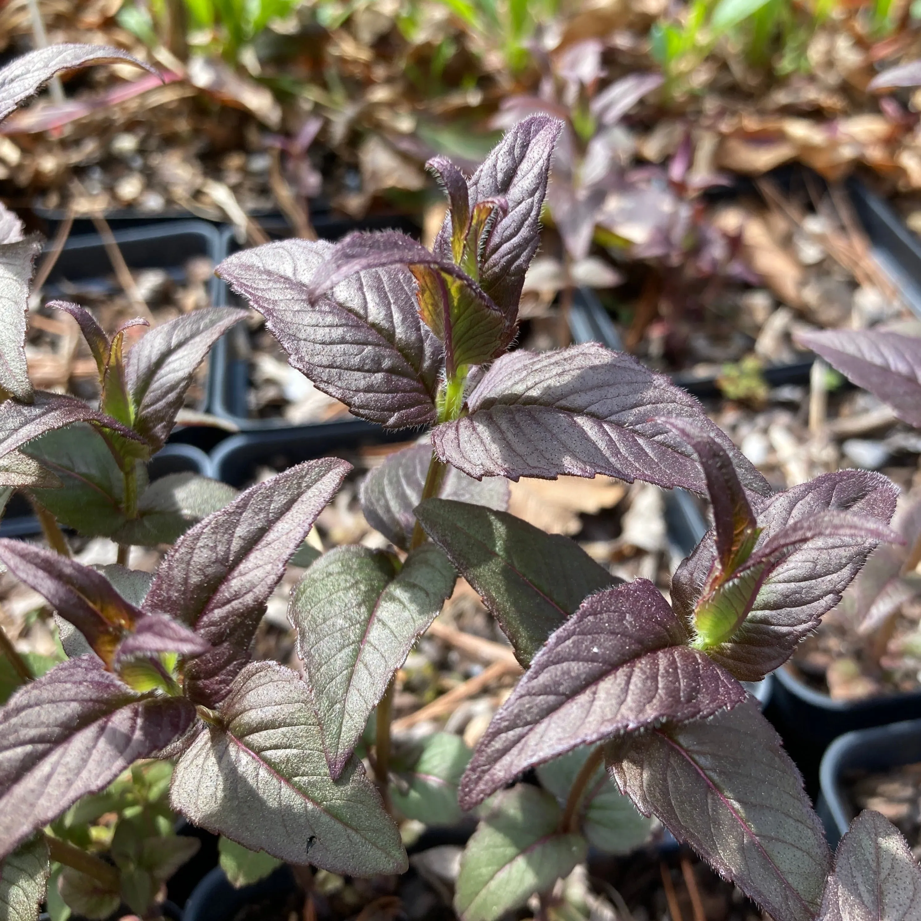 Eastern Beebalm - Monarda bradburiana 'Midnight Oil'