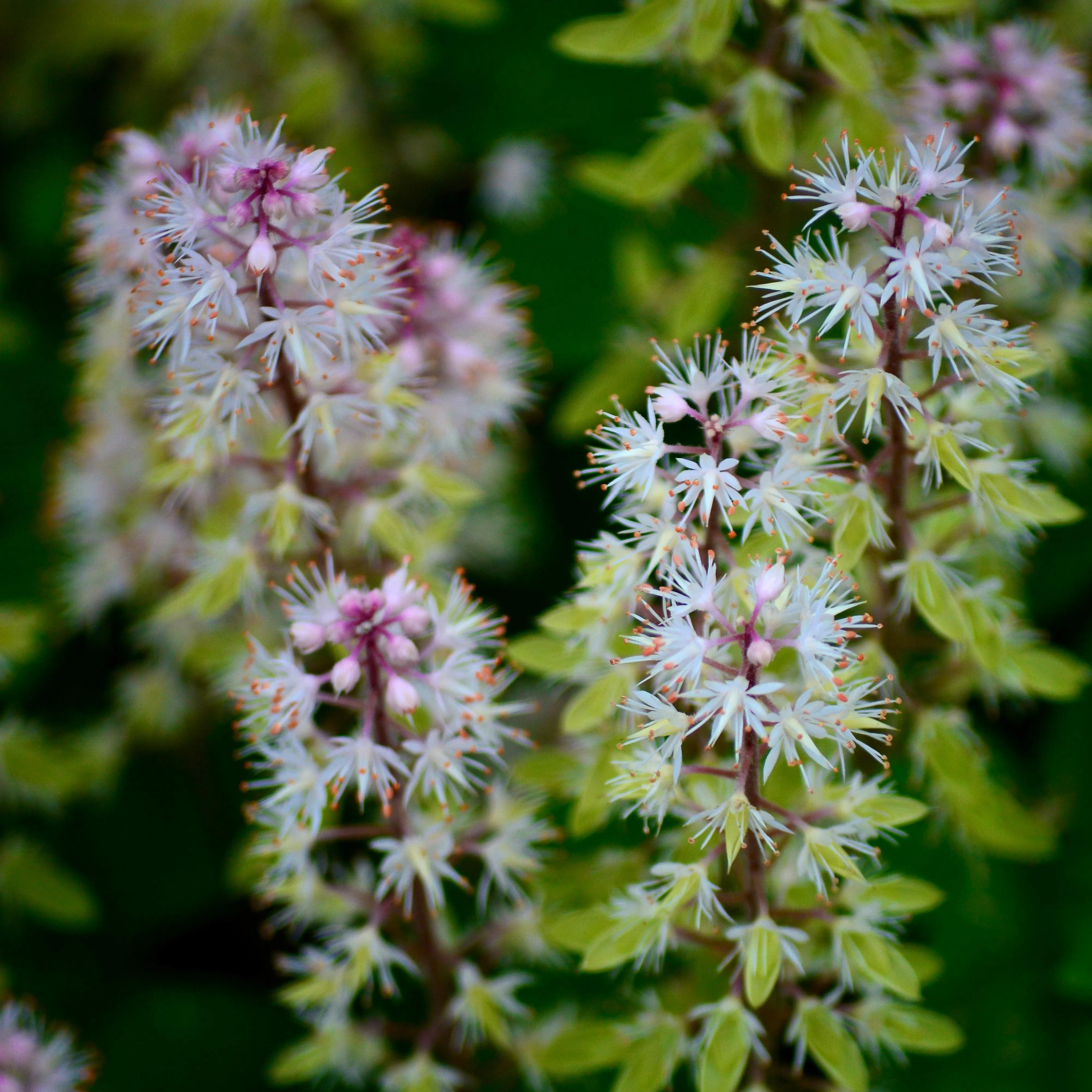 Foamflower - Tiarella cordifolia 'Slick Rock'