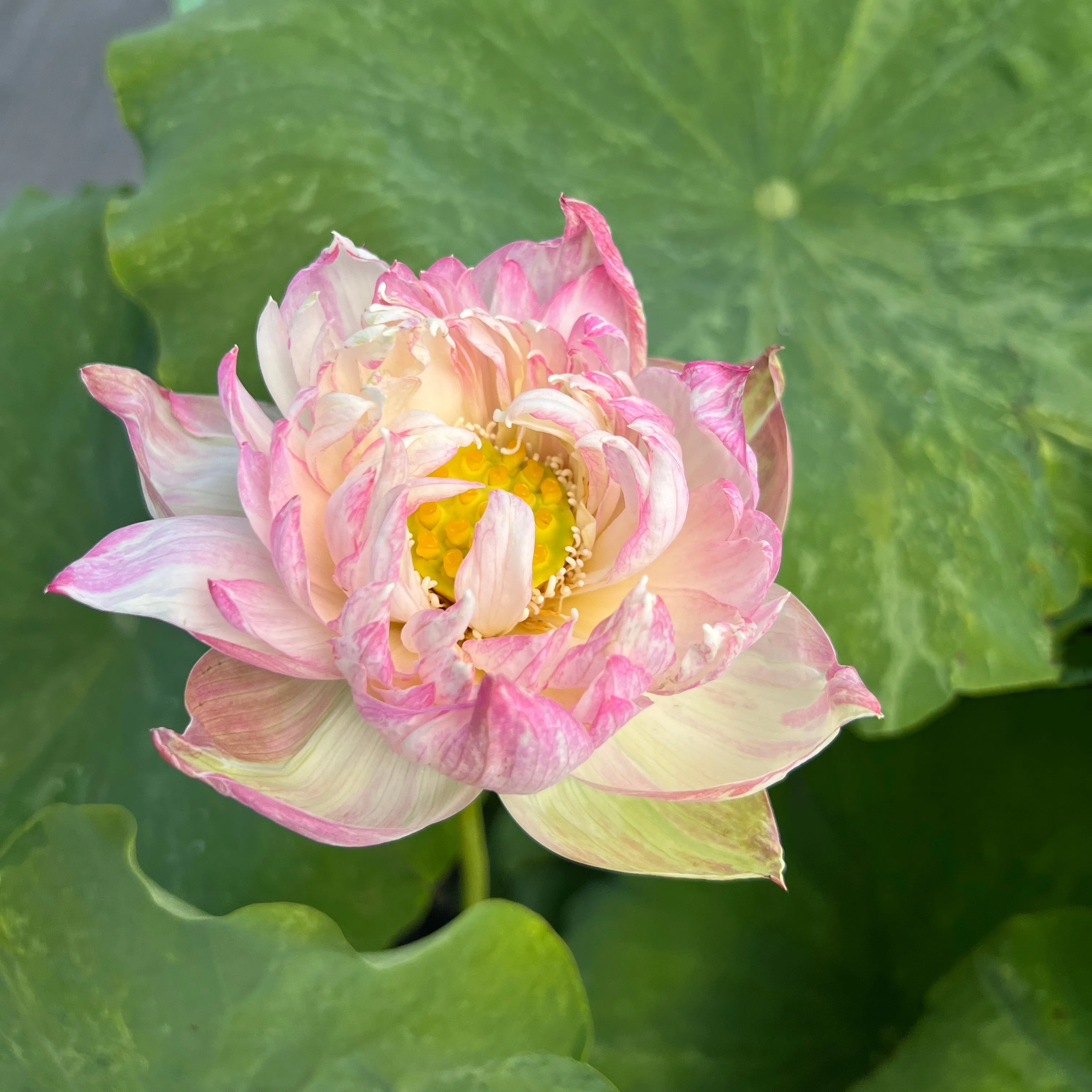 Golden Splash Hibiscus Lotus - Variegated Leaves!