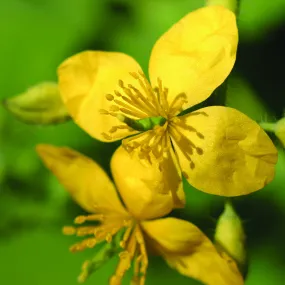 Greater Celandine