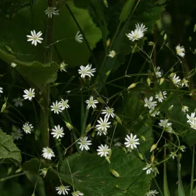 Lesser Stitchwort