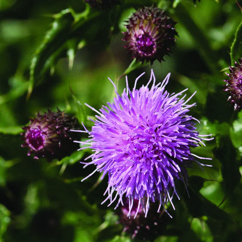 Marsh Thistle