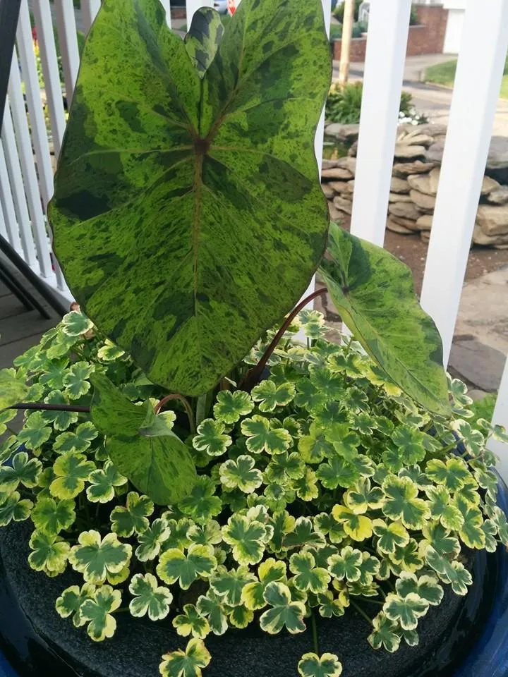 Mojito Taro (Colocasia) <br> Live plants, not bulbs !