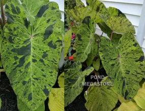 Mojito Taro (Colocasia) <br> Live plants, not bulbs !