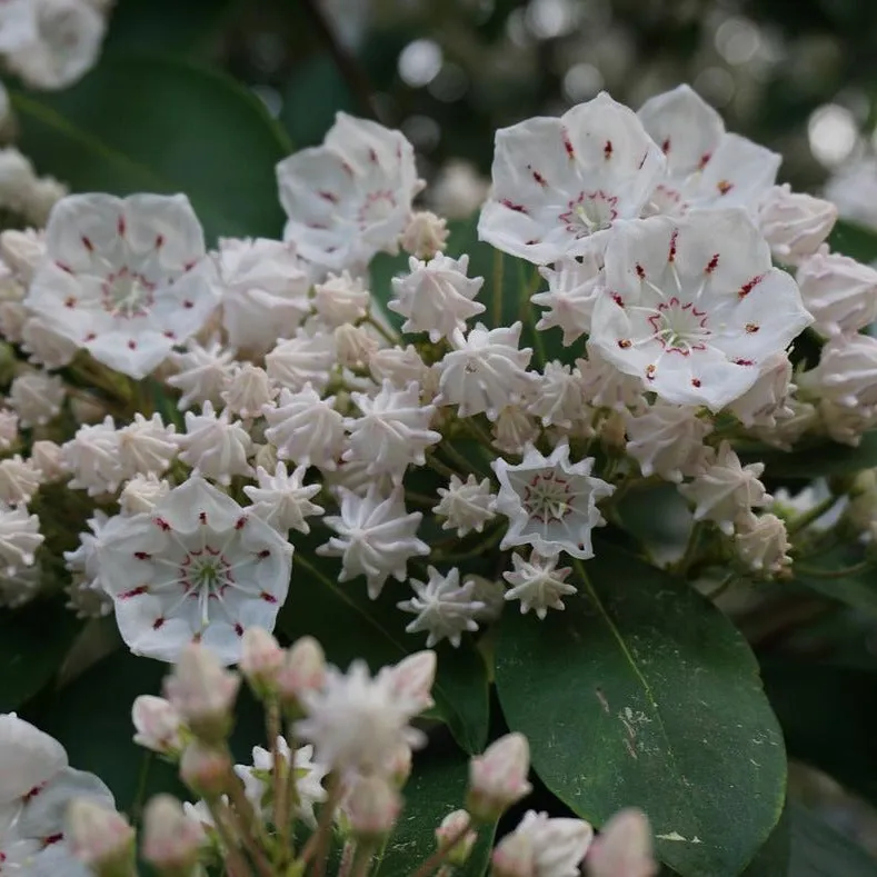 Mountain Laurel - Kalmia latifolia