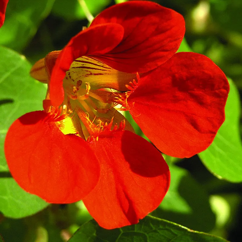 Nasturtium