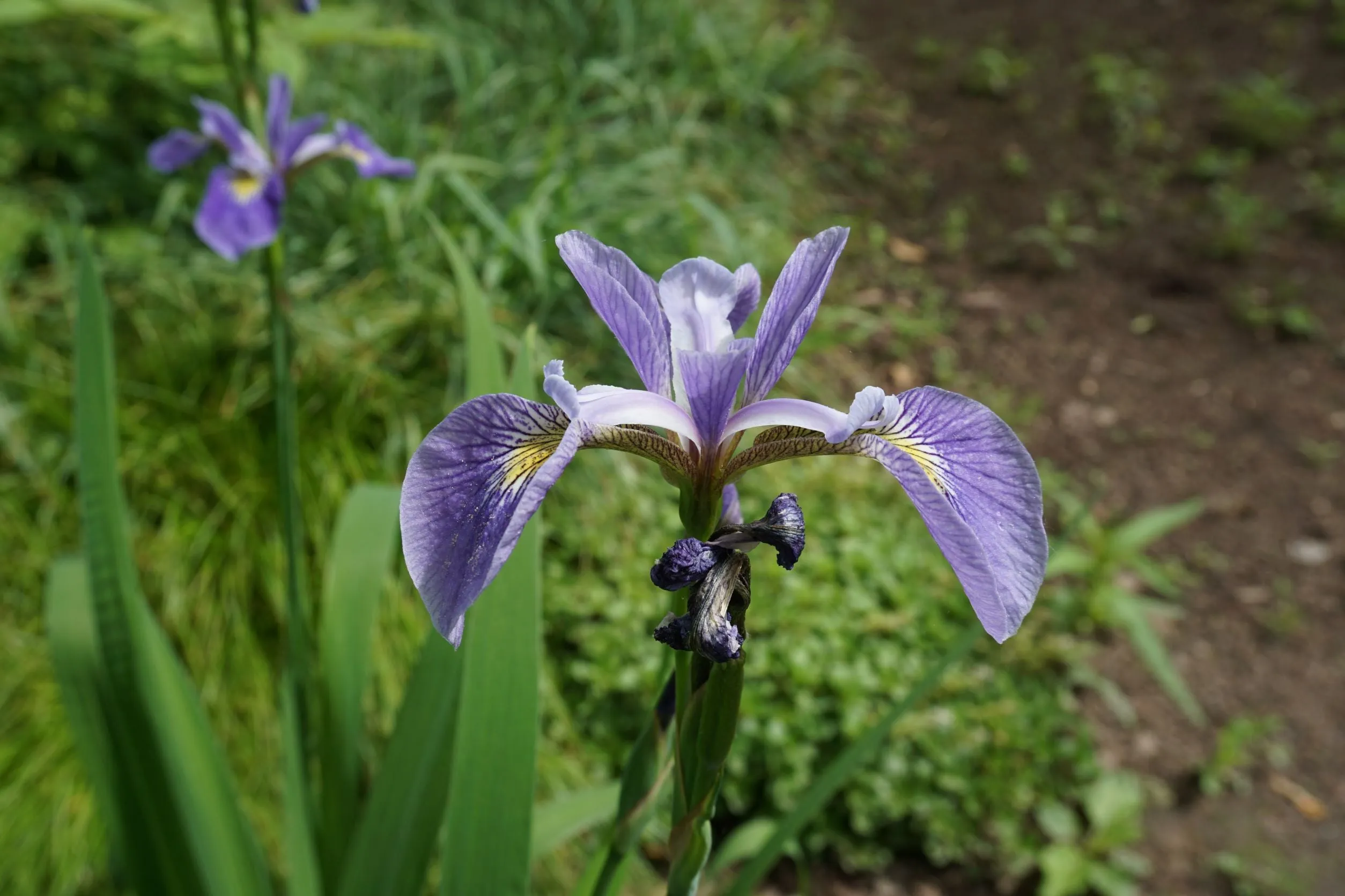 Northern Blue Flag - Iris versicolor 'Purple Flame'