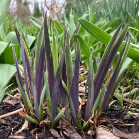 Northern Blue Flag - Iris versicolor 'Purple Flame'