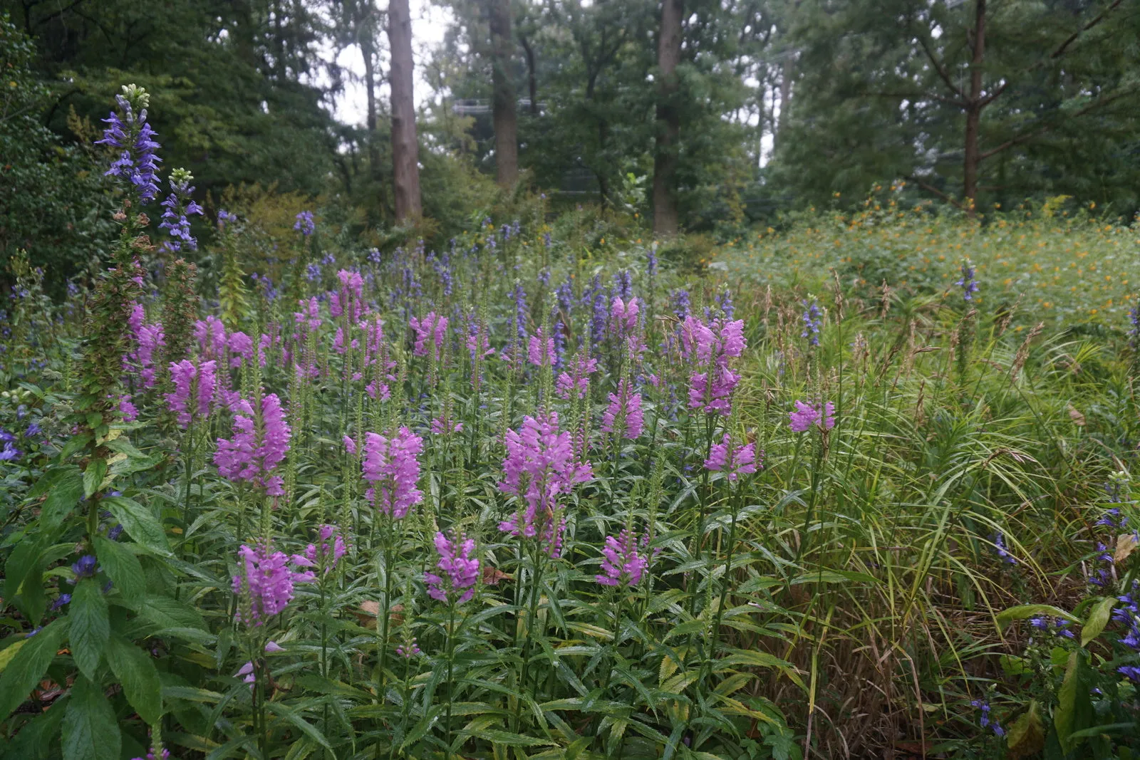 Obedient Plant - Physostegia virginiana 'Vivid'