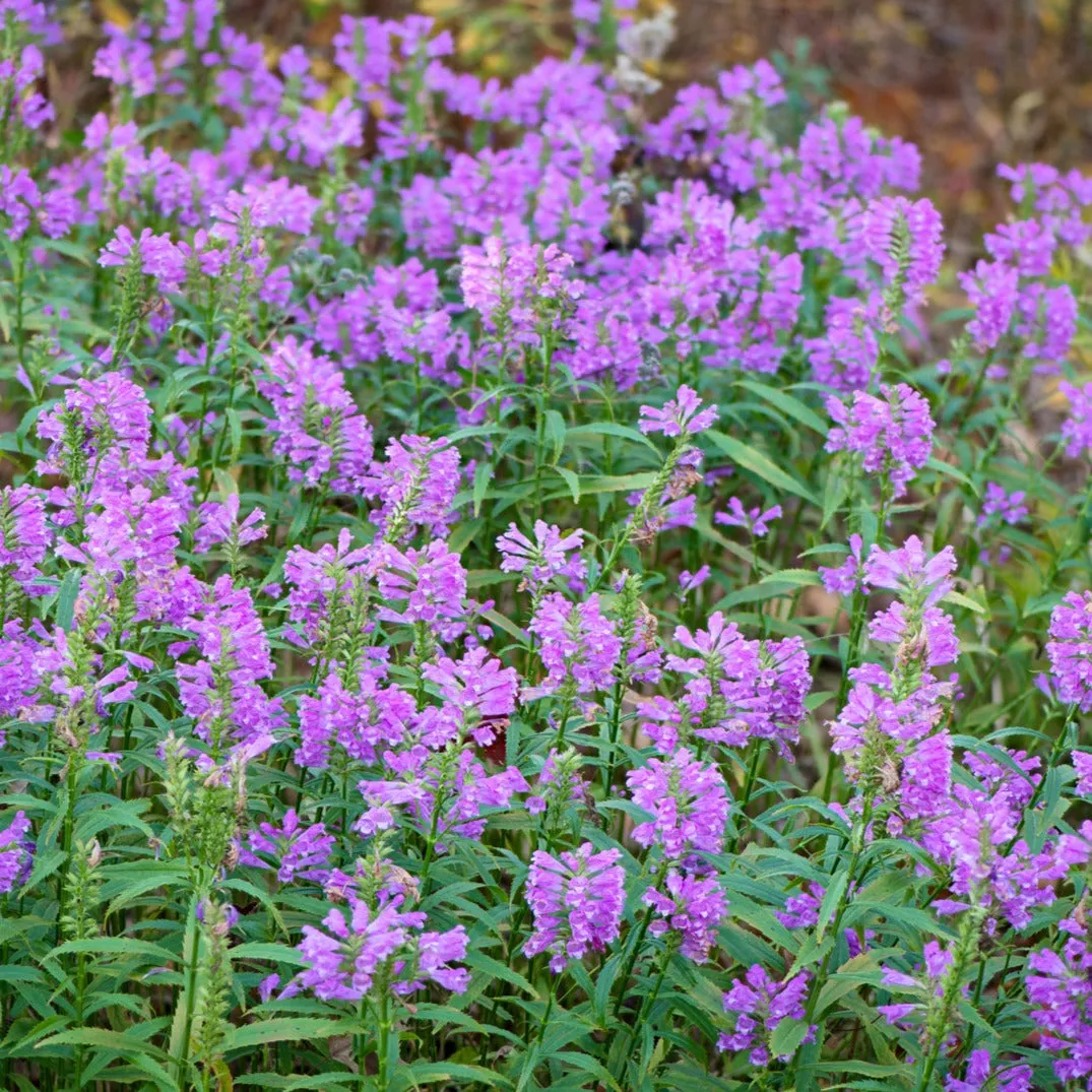 Obedient Plant - Physostegia virginiana 'Vivid'