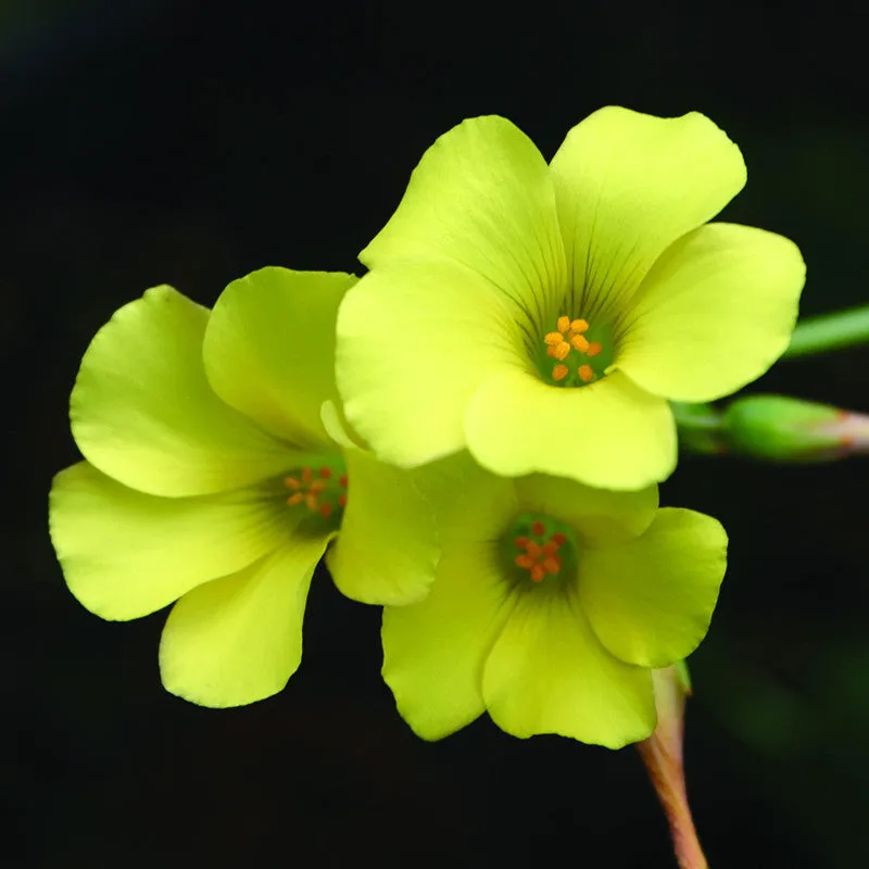 Oxalis