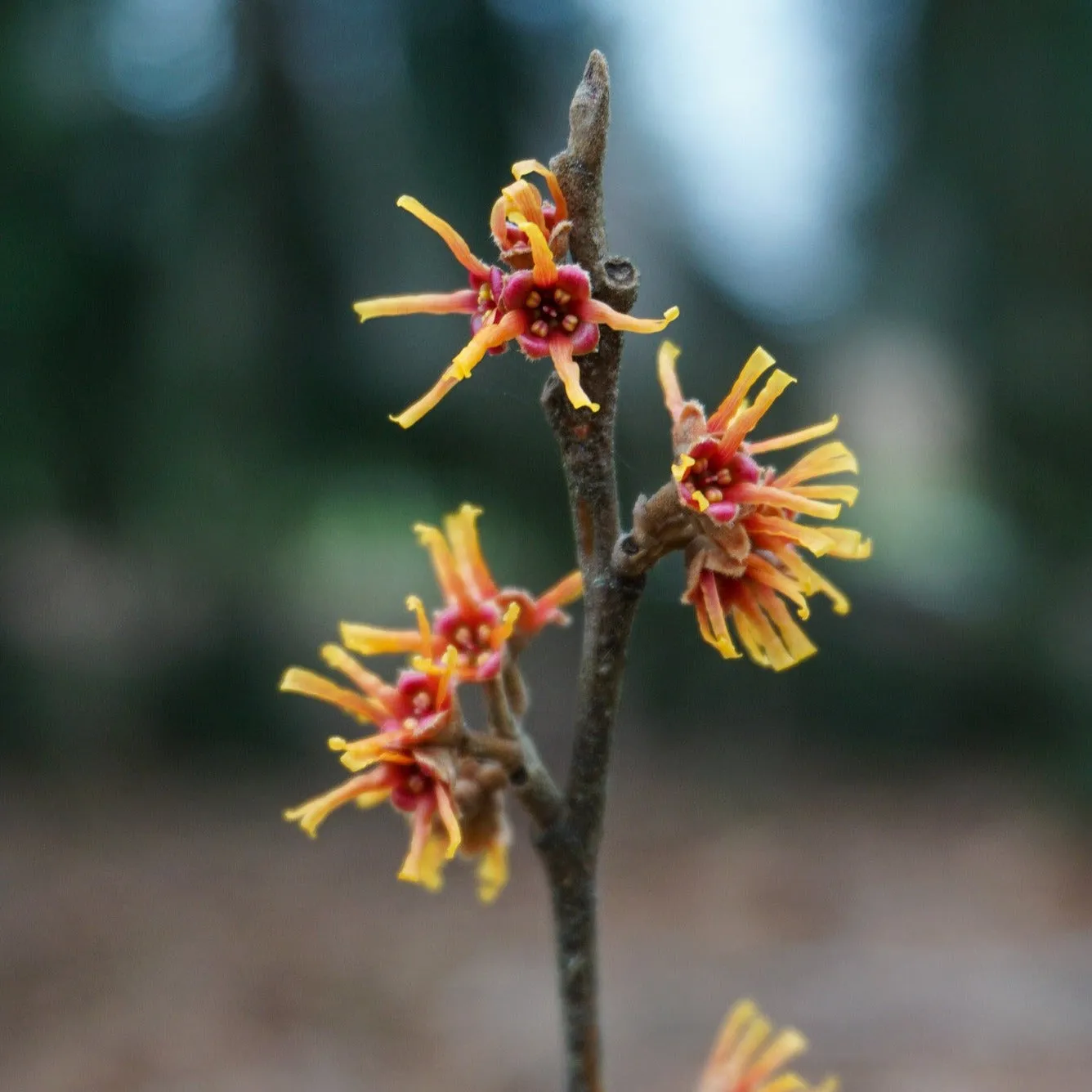 Ozark Witch Hazel - Hamamelis vernalis 'Goleczam' Golden Eclipse™