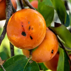 Persimmon - Diospyros virginiana 'WFHgodel' Golden Delight™