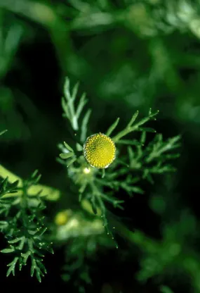 Pineapple Weed - <i>Matricaria matricariodes</i>