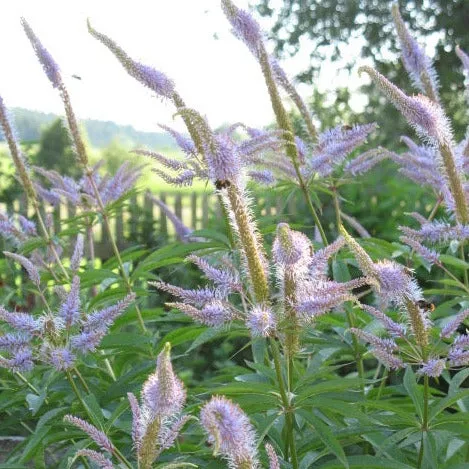 Pink Culver's Root - Veronicastrum virginicum 'Fascination'