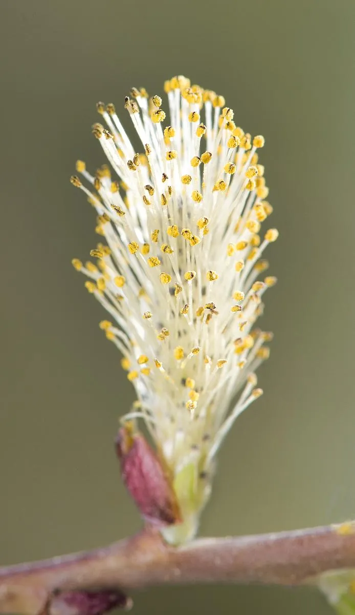 Silky Willow - Salix sericea