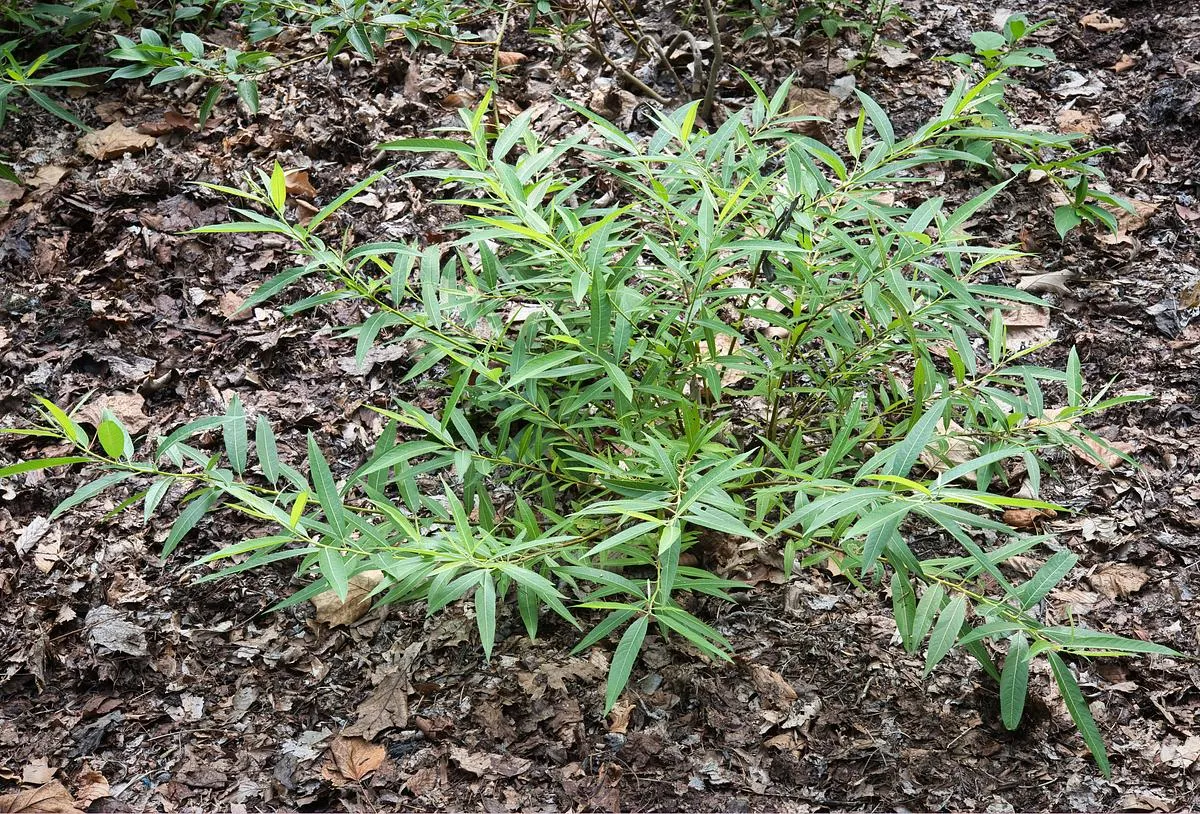 Silky Willow - Salix sericea