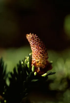 Sitka Spruce Pollen - <i>Picea sitchensis</i>