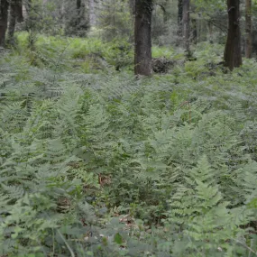 Spinulose Wood Fern - Dryopteris carthusiana