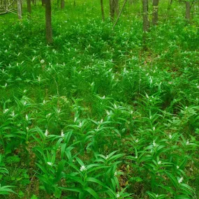 Starry False Solomon's Seal - Maianthemum stellatum