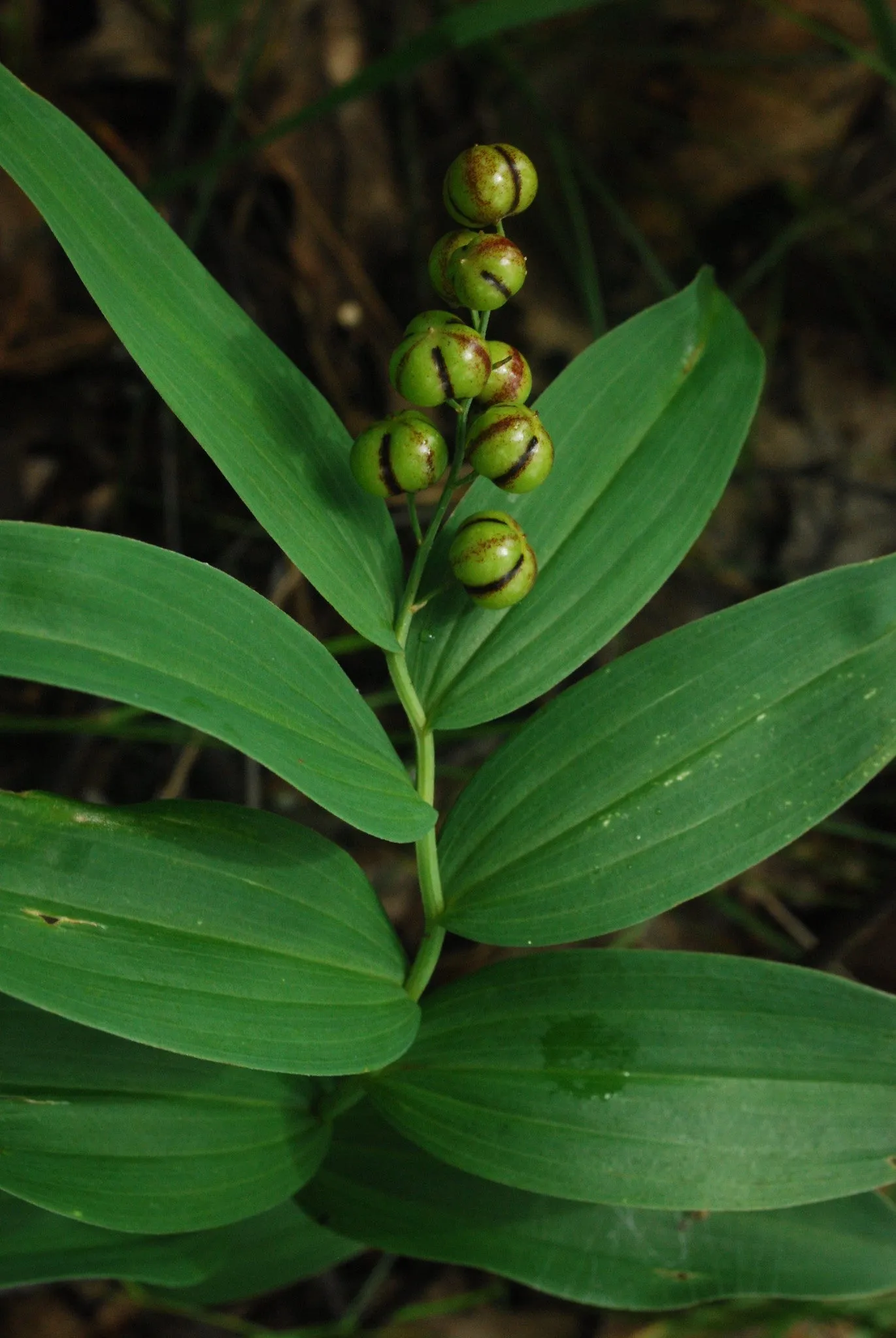 Starry False Solomon's Seal - Maianthemum stellatum