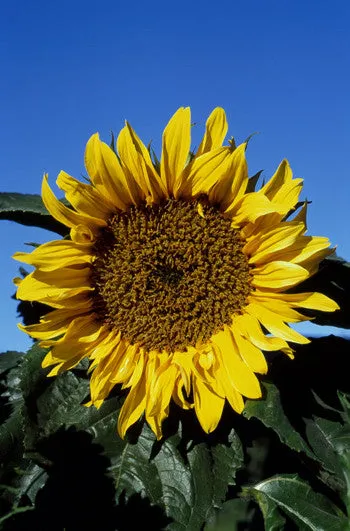 Sunflower - <i>Helianthus annuus</i>