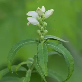 Turtlehead - Chelone obliqua 'Alba'