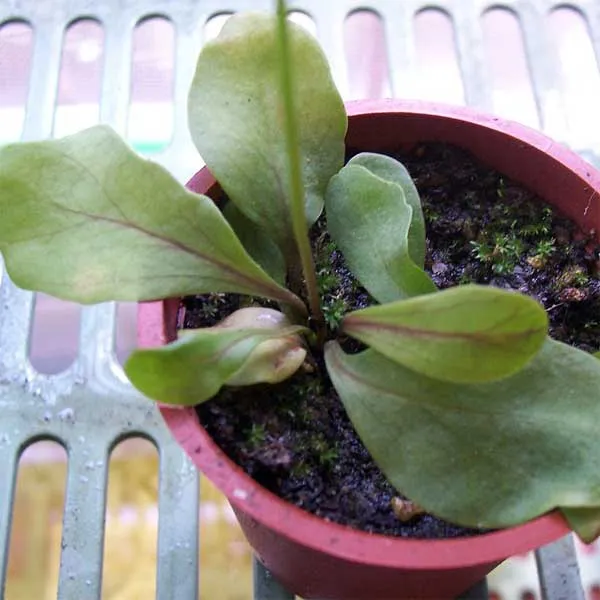 Utricularia calycifida