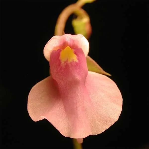 Utricularia calycifida