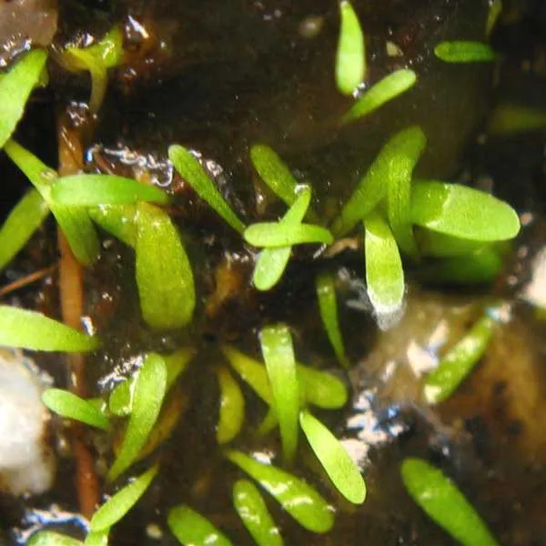 Utricularia simplex