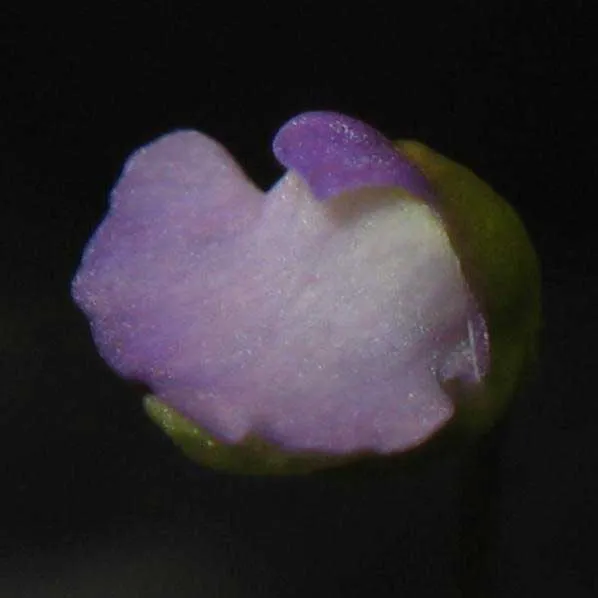 Utricularia simplex