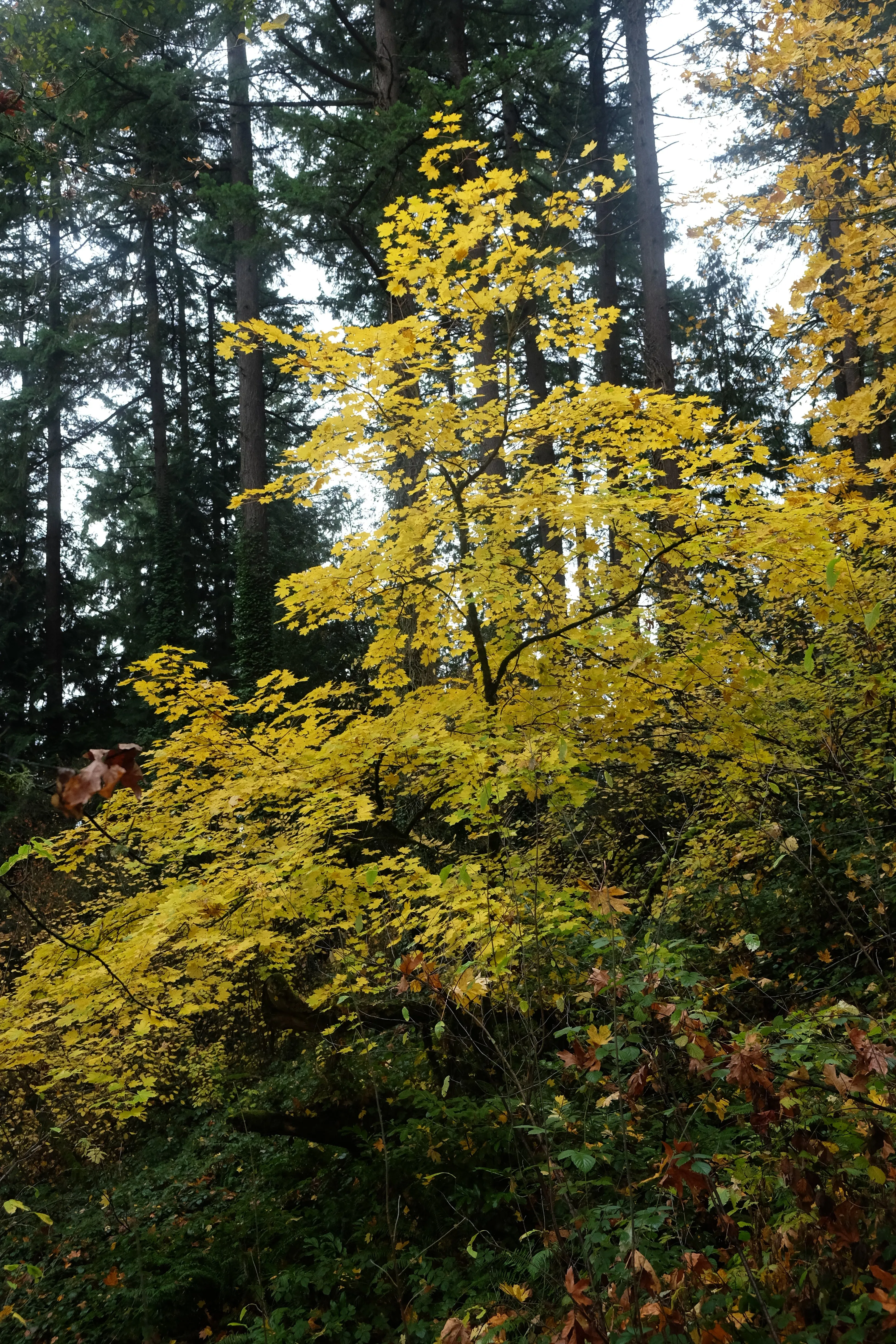 Vine Maple – bundle of 5 bareroot plants