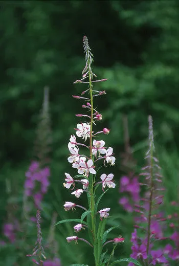 White Fireweed - <i>Epilobium angustifolium</i>